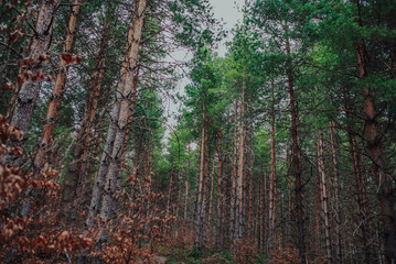 Nordic pine forest in evening light. Short depth-of-field.
