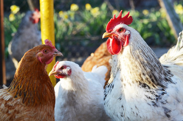  Cute rooster and hens outdoors, farming photo, village