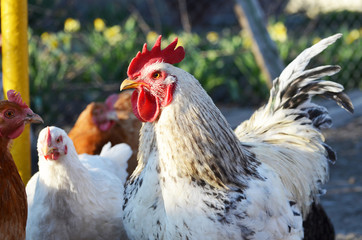  Cute rooster and hens outdoors, farming photo, village