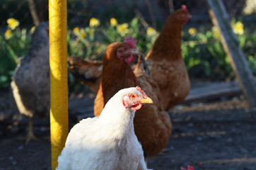  Curious hens outdoors, farming photo, village