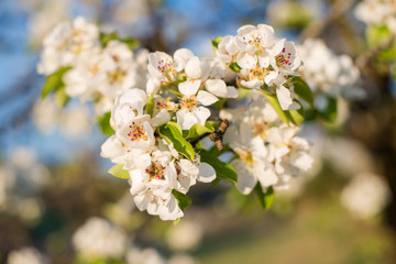 Weiße Most Birnenblüte im Frühlingshaften und Abendlichen Sonnenlicht auf natürlichem Hintergrund
