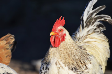 Cute rooster outdoors, farming photo