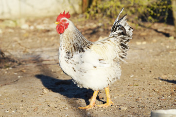 Cute rooster outdoors, farming photo