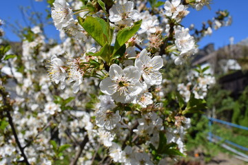 Prunus avium