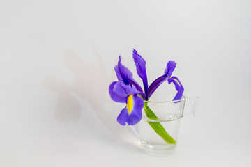 Iris flower shoted with lightbox
