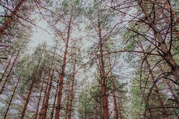 Nordic pine forest in evening light. Short depth-of-field.
