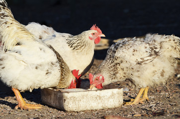  Cute rooster and hens outdoors, farming photo, village