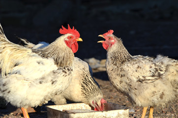  Cute rooster and hens outdoors, farming photo, village