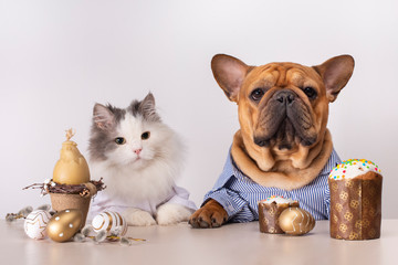 white fluffy cat and dog French Bulldog sit at the Easter table on a white background
