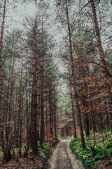 Nordic pine forest in evening light. Short depth-of-field.
