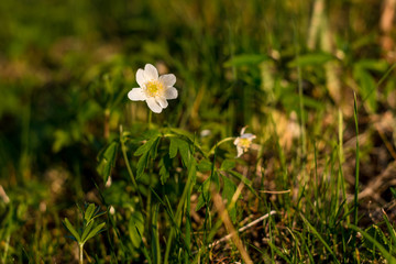 Buschwindr&ouml;schen im Fr&uuml;hlingshaften Abendlicht mit Nat&uuml;rlichem Hintergrund