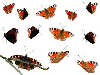 Peacock butterfly (Aglais io) isolated on white background