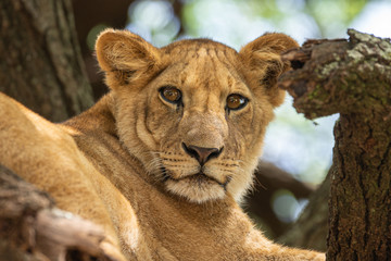 Lioness on Arcacia tree branch - National park Maniara Tanzania