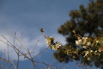 paysage d'un jardin fleuri au printemps