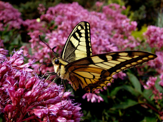 żółty motyl na fioletowym kwiatku