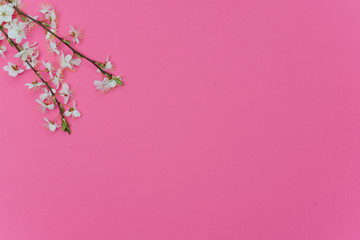 Spring border background with beautiful white flowering branches. Pastel pink background, bloom delicate flowers. Springtime concept. Flat lay top view copy space.