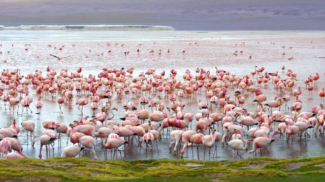 Flamingos in Laguna Colorada aka Red Lagoon, a high-altitude lake located in the Eduardo Avaroa Andean Fauna National Reserve in Bolivia, South America.