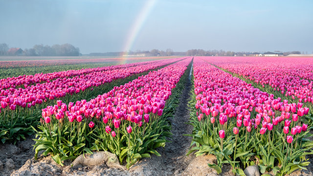 colorful tulip fields in the Netherlands during Spring, Flevoland Noordoostpolder colourful tulip filds with a blue cloudy sky at dusk