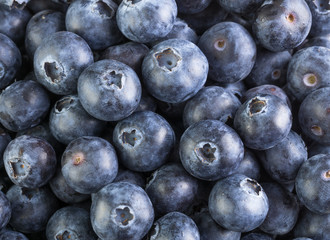 fresh large blueberry