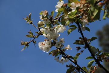 paysage d'un jardin fleuri au printemps