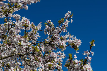 White Blossoms Of A Cherry Tree In Spring
