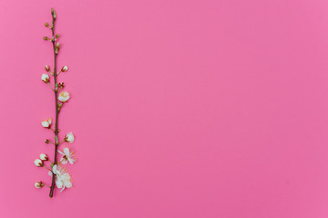 Fototapeta na wymiar photo of spring white cherry blossom tree on pink background. View from above, flat lay, copy space. Spring and summer background.