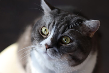 Close up handsome grey tabby british shorthair cat is looking at lens with yellow mesmerizing attentive eyes.