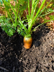 Rainbow F1 carrot growing in a pot