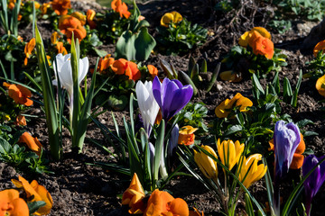Spring Flowers With Colorful Blossoms In Park