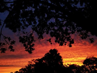 Fototapeta na wymiar sunset with trees