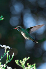 photography of brids, colors and love © Nicolas