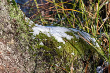 snow lightly covering green moss on a tree