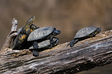 Obraz premium Group Of European Pond Terrapin Water Turtles Sunbathing On A Tree In The Danube Wetland National Park in Austria