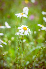 A spring meadow after the rain - daisies and grasses with drops © magicpitzy