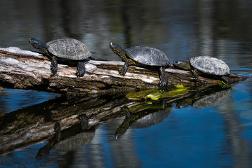 Obraz premium Group Of European Pond Terrapin Water Turtles Sunbathing On A Tree In The Danube Wetland National Park in Austria