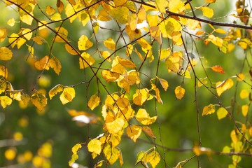 yellow leaves in autumn