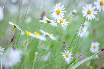 A spring meadow after the rain - daisies and grasses with drops