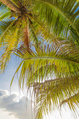 Fototapeta na wymiar White Beach and Palm Tree, Boracay island,Philippines.