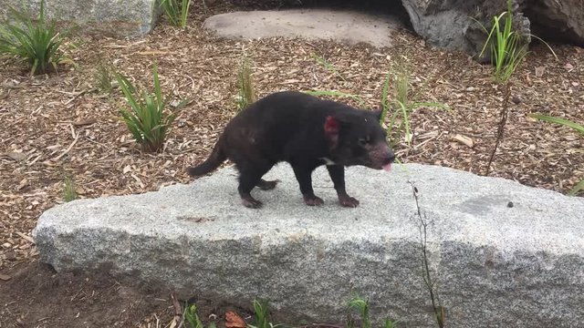 Tasmanian devil sniffing the air and walking on large boulder - closeup
