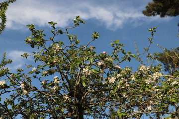 paysage d'un jardin fleuri au printemps