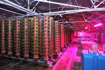 Growing plants aeroponics. Unique production of greenery and plants. Aeroponic system in plant...