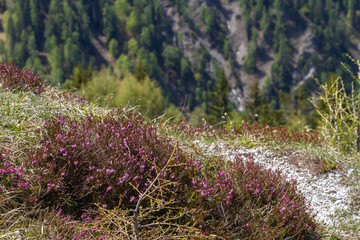 Fototapeta premium Undergrowth along a mountain trail (East Alps, Italy)