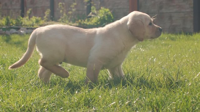 Slow motion of a puppy of labrador dog is walking in a green park in a sunny day.
