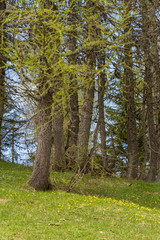 Fototapeta premium Mountain trail on the Mount Lussari (East Alps, Italy)