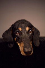 cute black dachshund with big eyes and ears lying on black blanket head portrait 