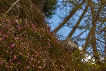Undergrowth along a mountain trail (East Alps, Italy)