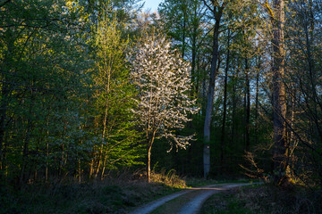 Waldweg im Frühjahr | Forest track in Spring | Blühende Vogelkirsche - Prunus avium - am Wegrand