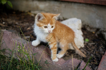 Fototapeta premium Cute stray kitten hidden in garden in flowers