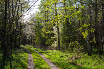 Fototapeta na wymiar Waldweg im Frühjahr | Forest track in Spring