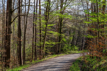 Erste Buchen entfalten ihr Grün an einem Waldweg im Frühjahr | Forest track in Spring